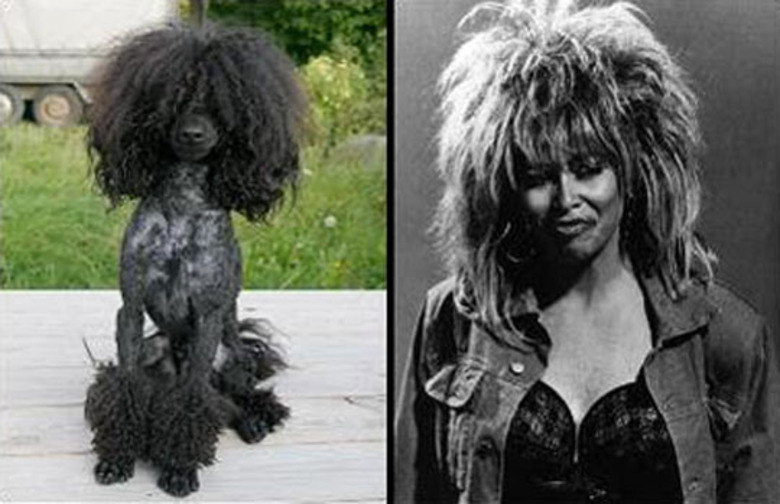 Tina Turner: como não lembrar de um poodle de madame?