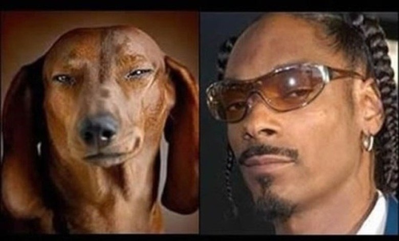 Snoop Dog: nada mais óbvio que ele se pareça com um cachorro