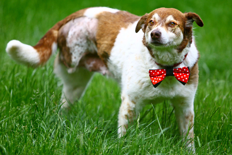 Roupinhas estilosíssimas para cachorros não são mais uma novidade, mas este ensaio feitos com diversos cães mostrou que o verão também é um bom momento para deixá-los arrumados. A gravatinha, chamada de Pet Bow Tie, é dupla face e será vendida pela marca Loyal Luxe pela internet. Veja mais fofuras que ficaram super chiques com o acessório