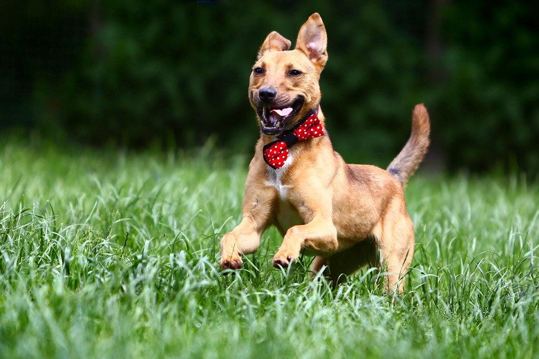 Correr por aí de gravata borboleta vermelha deixou o visual do cão muito mais estiloso