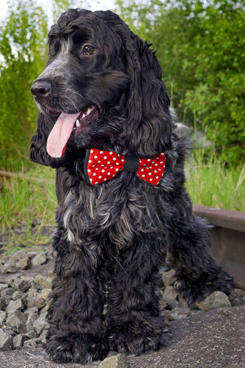 O coker spaniel reforçou seu ar aristocrático com o clássico acessório