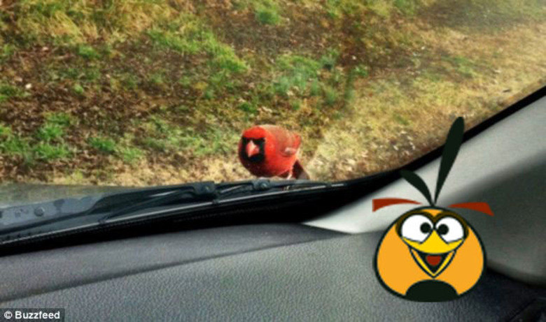 A Rovio lançou algumas edições especiais do joguinho popular, como a edição Star Wars