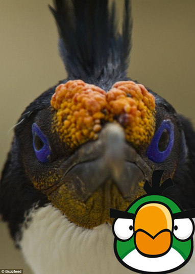 O jogo Angry Birds não está disponível apenas nos celulares, também pode ser jogado no Xbox 360, PC, PSP, PlayStation 3, Nintendo<br />
3DS e em dispositivos Android e Windows Phone