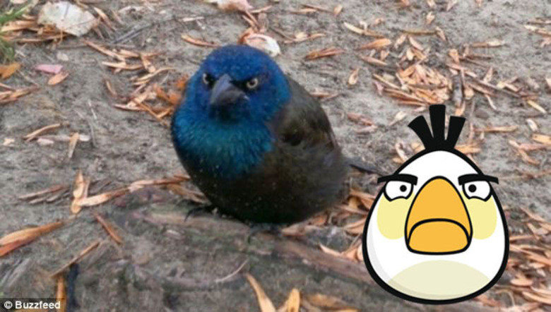 Na Finlândia, existe um parque de diversão inspirado em Angry Birds, conheça!