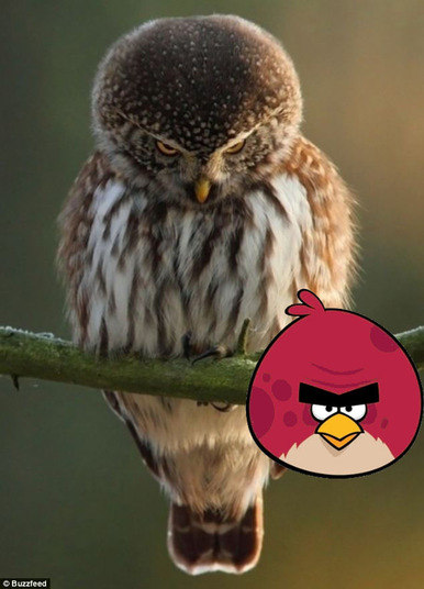 Segundo a Apple, o jogo é o mais popular de sua loja de aplicativos. Depois do game da Rovio estão Fruit Ninja e Doodle Jump