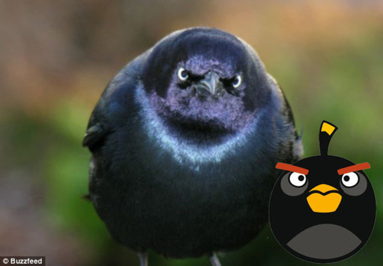 Segundo informações do Daily Mail, as pessoas gastam cerca de 300 milhões de minutos por dia jogando Angry Birds