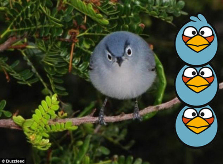 O jogo foi criado em 2009 para os smartphones, talvez esses bichinhos tenham sido a inspiração para o aplicativo! 