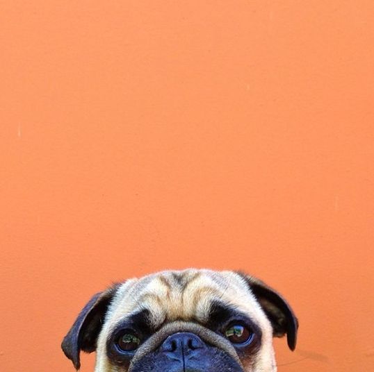 Charmoso, Norm também gosta de inventar. Desta vez, quis tirar uma foto apenas da metade do rosto. Não fica fofo?