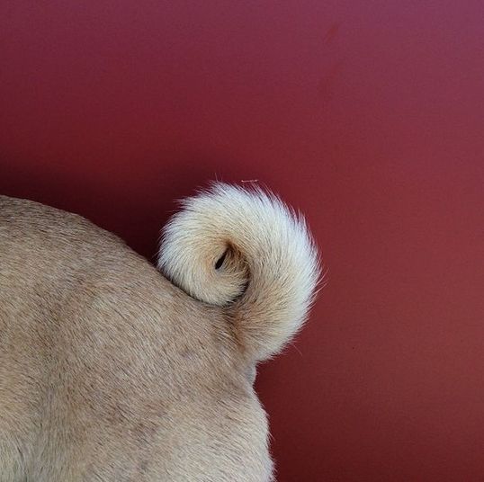 Ele tem um rabinho típico de um pug, todo enroladinho!