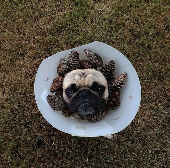 Mas, às vezes, ele é só um cachorrinho em um cone com pinhas que caíram das árvores