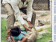 No dia 21 de julho, um macaco enfurecido atacou um menino que passeava em um zoológico de 
Ratlam, Madhya Pradesh, na Índia. Fotografias tiradas por um visitante mostram a criança, que foi atirada ao chão pelo animal, com sangue nas mãos e no rosto.Por sorte, o pai do garoto estava por 
perto e, com a ajuda de um tratador de animais, conseguiu socorrer o filho
