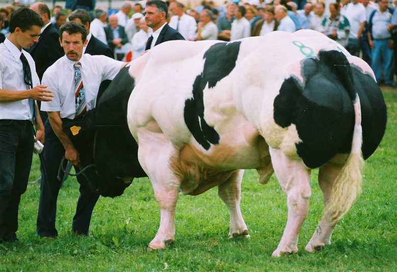 Estes animais atingem tamanhos desproporcionais devido à ausência da proteína miostatina, que limita naturalmente o crescimento dos tecidos musculares Estes animais atingem tamanhos desproporcionais devido à ausência da proteína miostatina, que limita naturalmente o crescimento dos tecidos musculares