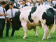 Esses animais atingem tamanhos desproporcionais devido à ausência da proteína miostatina, que limita naturalmente o crescimento dos tecidos musculares