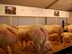 Na realidade, os criadores apenas isolaram um animal que havia nascido com a deficiência da proteína miostatina e, a partir dele, aperfeiçoaram a espécie por meio de cruzamentos