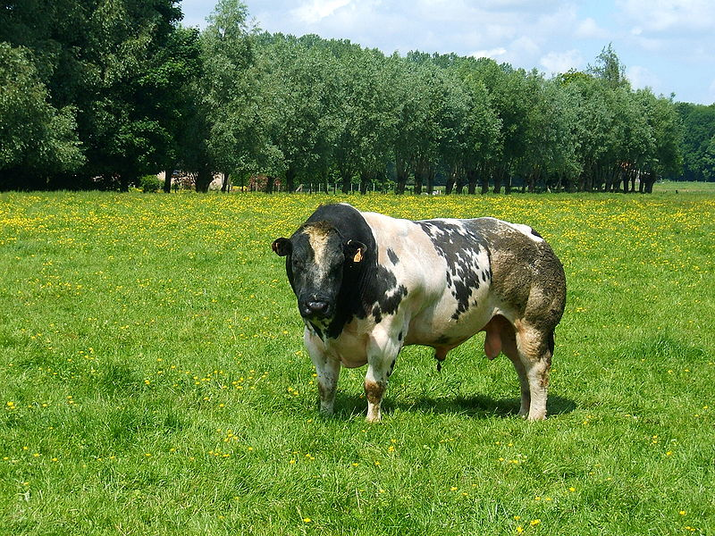 Para os criadores, o Belgium Blue é um prato cheio para os lucros e é considerado uma espécie com o 'dobro do tamanho' que as raças tradicionais