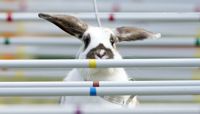 Além de correr, os coelhinhos precisavam saltar obstáculos 