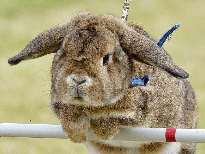 A competição de coelhos aconteceu na Alemanha, na cidade de Weissenbrunn vorm Wald