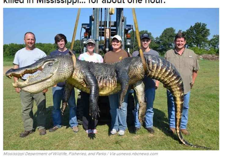 Dois jacarés gigantes foram encontrados recentemente no Mississipi, nos Estados Unidos. O primeiro, de 327 kg, foi abatido pelo caçador Beth Trammell e uma equipe de seis pessoas, que demorou uma hora e meia para matar o animal.O recorde anterior era de um animal de 316 kg, de acordo com o Departamento da Vida Selvagem, Pesca e Parques do Estado. A temporada de caça do Mississipi termina no dia 9