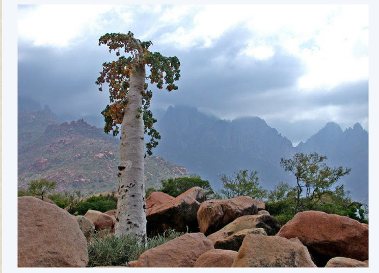 

Por conta da separação, as espécies da ilha são tão
distintas. Cientistas estimam que 37% das 825 espécies de plantas, 90% dos
répteis e 95% dos caracóis terrestres de Socotra não existam em nenhuma outra
parte do planeta Terra

