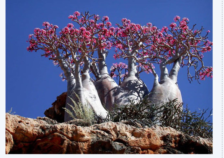 A
ilha conta com cerca de 800 espécies raras de animais e plantas