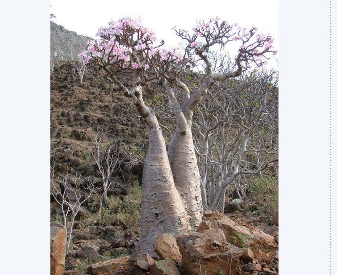 Paisagem
da ilha parece ter saído de um filme de ficção científica