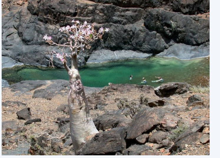 Algumas espécies estão em estágio avançado de evolução há milhares de anos, desde que a ilha se separou do continente africano