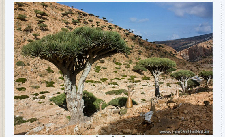 Além
dos ramos espalhados e voltados para o céu, a copa das árvores tem um formato
de discos voadores. A visão por cima indica outra semelhança: com o formato de
cogumelos