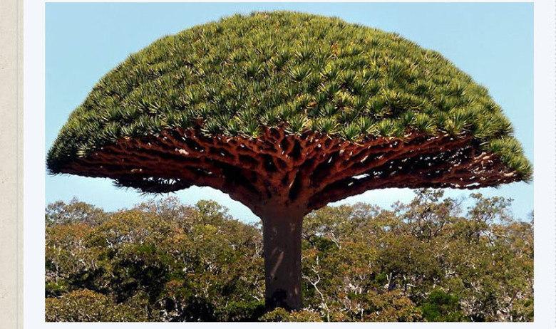 Uma
das exóticas plantas da ilha é chamada de árvore sangue do dragão. O motivo do
nome da espécie está debaixo de sua casca