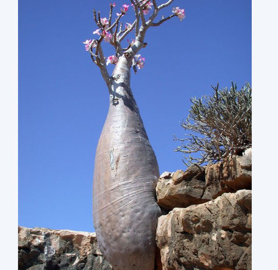 A
ilha também apresenta a espécie Desert Rose (Adenium obesium) que se parece com uma perna de elefante cheia de
flores