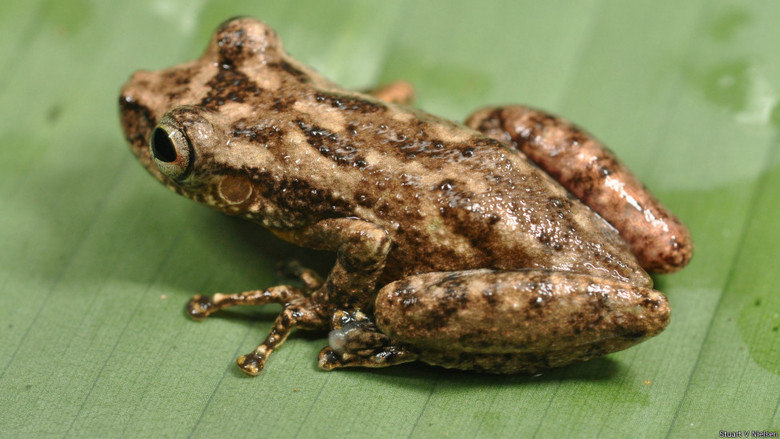 A rã do gênero Scinax é uma das seis espécies novas de anfíbios do tipo 
descobertas no país. Há cem espécies diferentes somente deste gênero