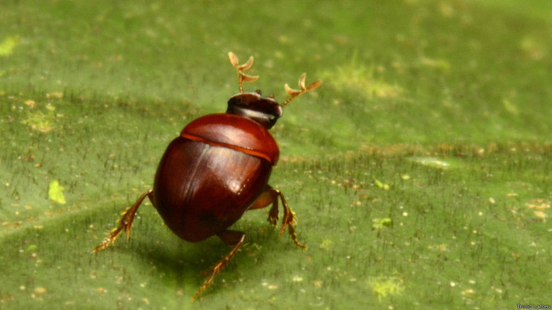 O pequenino besouro Canthidium minimum, de 2,3 milímetros, pode ser o 
menor tipo de besouro da região e talvez o segundo menor do continente
