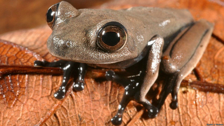 Cientistas anunciaram a descoberta de novas espécies de animais no 
Suriname. A perereca com cor de chocolate da foto acima é do gênero 
Hypsiboas. Os aros nas extremidades de seus dedos a ajudam a subir 
árvores