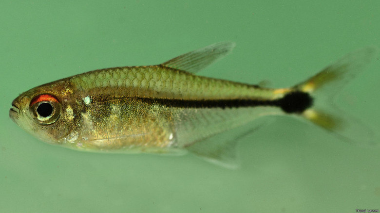 O peixe Hemigrammus é uma das onze novas espécies descobertas na última expedição de pesquisadores no Suriname