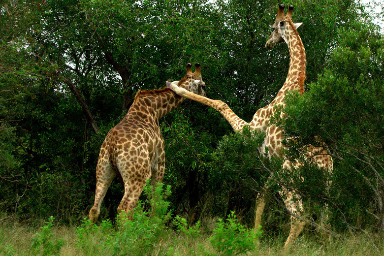 Resultado de imagem para coice da girafa