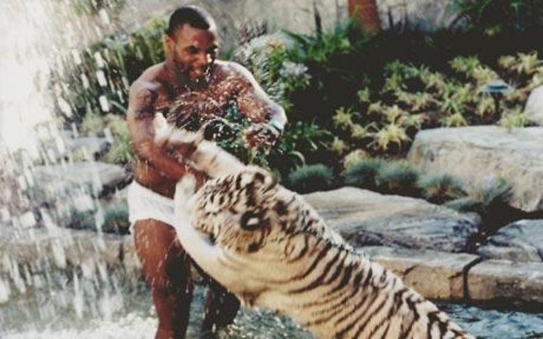 Mike Tyson talvez seja a celebridade mais excêntrica quando o assunto são animais. Em seu quintal, ele construiu uma casa para seu tigre de estimação