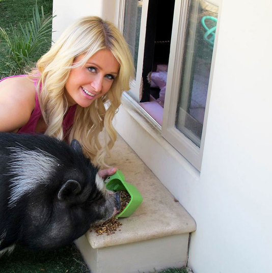 Dá para acreditar? Paris Hilton tem um zoológico em casa. Ela cria além de cachorros, porcos e outros animais