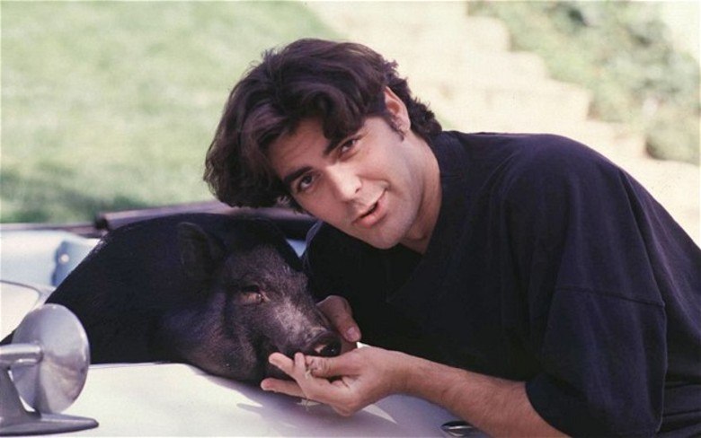 No passado, o ator George Clooney tinha uma espécie rara de porco como animal de estimação