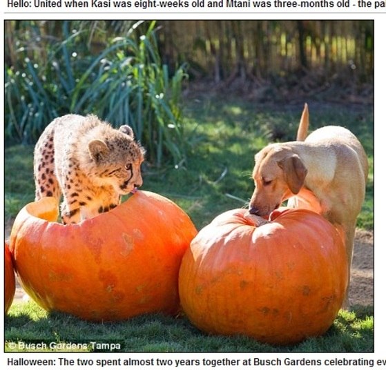 No Halloween, os dois celebraram juntos... Que amor!