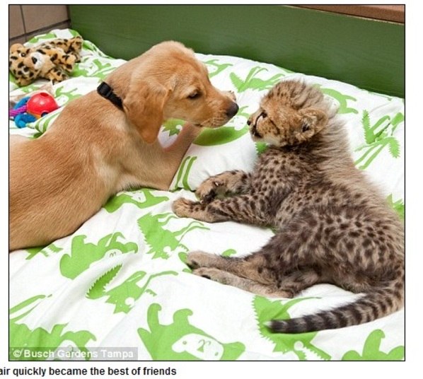 Apesar disso, um não esquece do outro, sempre que estão
juntos eles brincam e se divertem juntos