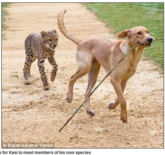 Kasi é um leopardo e Mtani é um labrador
