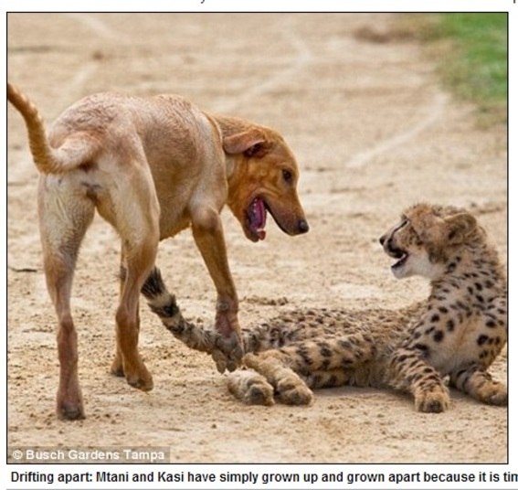 Segundo Tim Smith, do zoológico, na Flórida, onde
os dois foram colocados juntos, os leopardos machos são muito sociáveis e conseguem
estabelecer relações