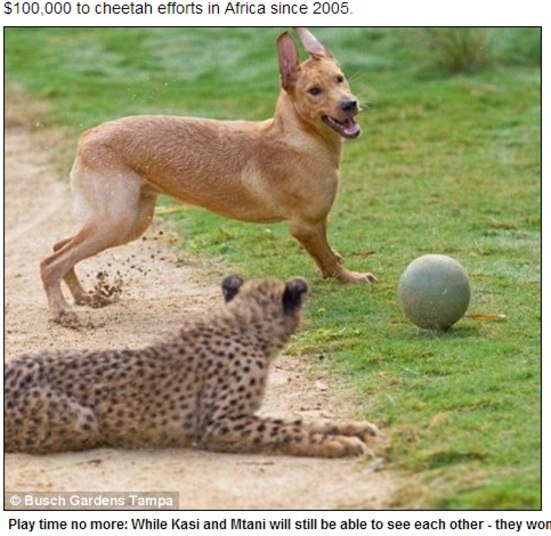 Segundo o jornal britânico Daily Mail, os dois
foram colocados juntos quando Kasi foi rejeitado pela mãe assim que nasceu