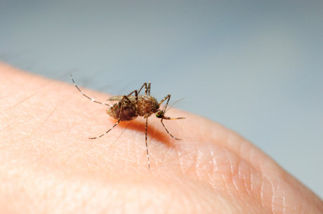 Número de mortes por dengue cai 95% nos primeiros meses do ano