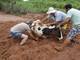 Homens tentam retirar uma vaca do meio da lama após o animal atolar próximo a um deslizamento de terra na rodovia ES-261, que liga Vitória (ES) à cidade de Colatina