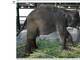 Outro elefante também foi fotografado em condições terríveis no zoológico de Surabaya. Como pode-se observar na imagem, ele está preso por duas correntes tão justas que é impossível para ele dar qualquer passo