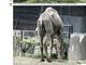 Ao ver a imagem deste camelo torna-se indiscutível o fato de que os animais no zoológico de Surabaya não estão se alimentando direito.O bicho do deserto (foto) está tão magro que possível ver suas costelas!