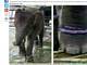 O site britânico Daily Mail publicou a série de fotos revoltantes em que são testemunhadas diversas ações contra os direitos dos bichos que vivem no zoológico de Surabaya.Na imagem, apesar do tamanho, um elefante do zoo aparece com três patas acorrentadas preso em um pequeno espaço