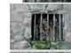 De acordo com o Daily Mail, este tigre do Sumatra (imagem) gemeu pela pequena janela da gaiola de tijolos. Um tigre no ano passado morreu após ingerir carne estragada
