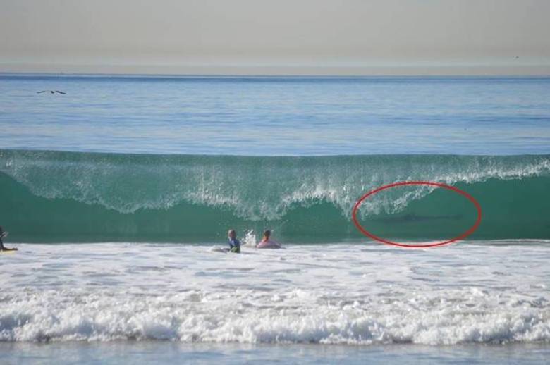 Perigo escondido: ao rever as fotografias que fez do filho, que surfava na praia de 
Manhattan Beach, em Nova York, na última sexta-feira (27), a americana 
June Emerson ficou assustada ao perceber que uma das fotos revelou um 
grande tubarão-branco Leia mais 