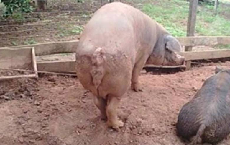   Um caseiro de uma fazenda foi morto por porcos dentro de um chiqueiro na cidade de Tapurah, interior de Mato Grosso. Segundo a polícia, a cena encontrada indicava que a vítima praticava ato de zoofilia, sexo com animais, com uma leitoa amarrada no momento em que foi atacado 